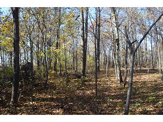 Tract 3 - FARMLAND AUCTION - 165.5+/- ACRES OFFERED IN 5 TRACTS OR COMBINATIONS IN EAST ALLEN COUNTY